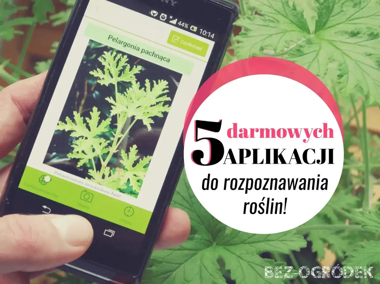 Aplikacja do rozpoznawania roślin po zdjęciu identyfikuje pelargonię pachnącą. 5 darmowych aplikacji do rozpoznawania roślin.