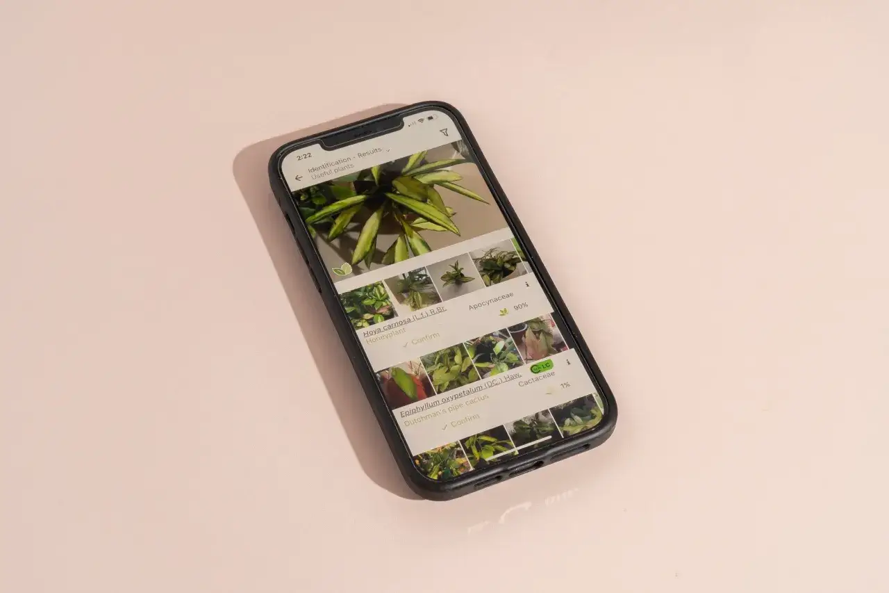 Aplikacja identyfikuje rośliny. Na ekranie telefonu widać Hoya carnosa, która jest najprawdopodobniej tą rośliną.